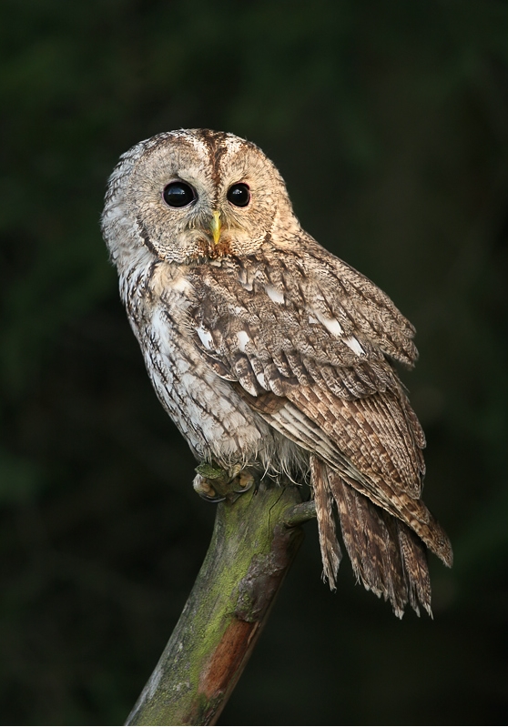 Tawny Owl perched